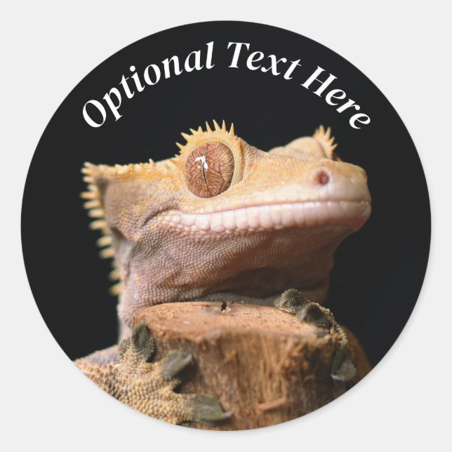 Crested Gecko Lizard on black Classic Round Sticker (Front)