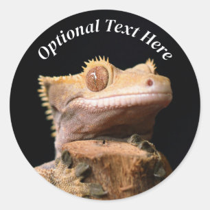 Crested Gecko Lizard on black Classic Round Sticker