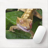 Crested Gecko Mouse Pad