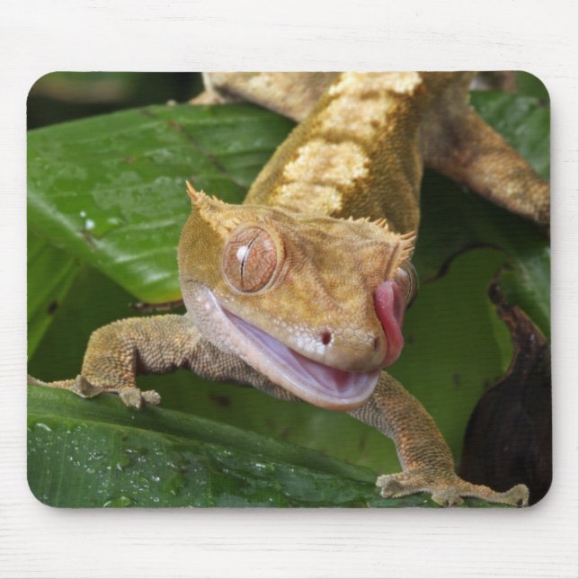 Crested Gecko Mouse Pad (Front)