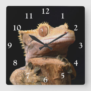 Crested Gecko on Black Large Clock