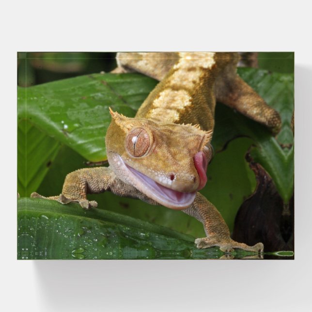 Crested Gecko Paperweight (Front)