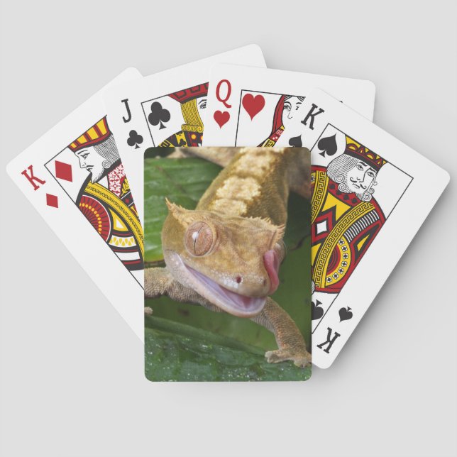 Crested Gecko Poker Cards (Back)