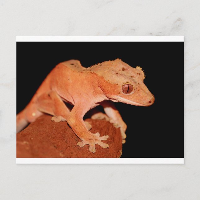 crested gecko postcard (Front)
