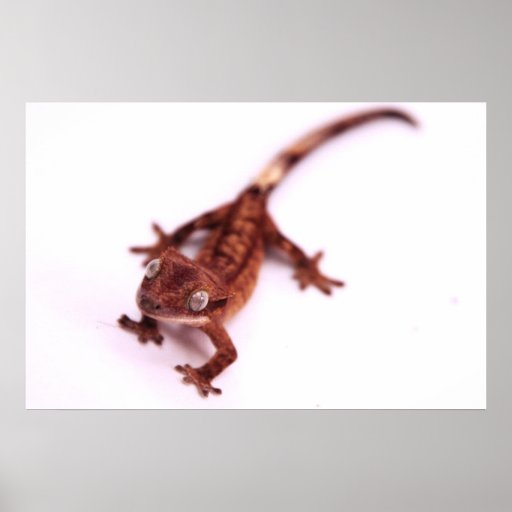 Crested Gecko Walking on an angle Poster | Zazzle