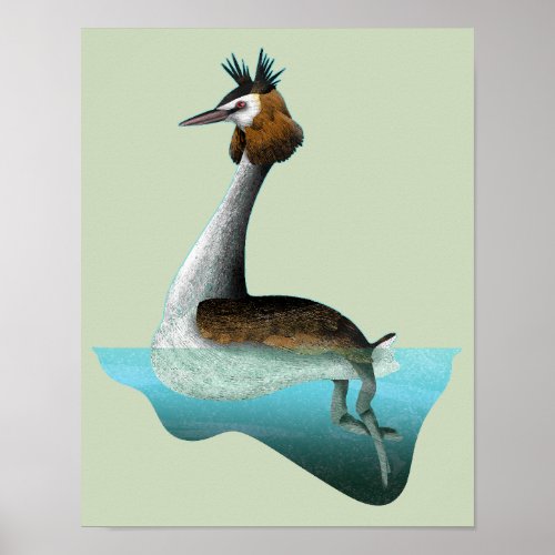Crested Grebe Poster