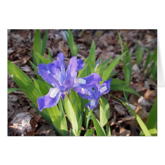 Crested Iris Cards (Front Horizontal)