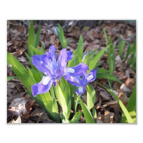 Crested Iris Photo Print