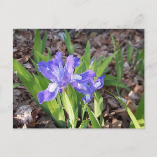 Crested Iris Postcard