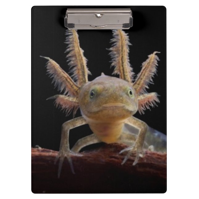Crested newt larve clipboard (Front)
