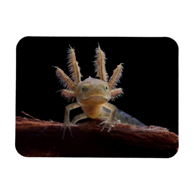 Crested newt larve magnet (Horizontal)