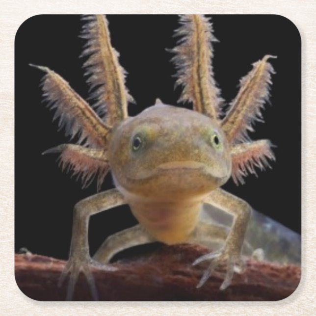 Crested newt larve square paper coaster (Front)