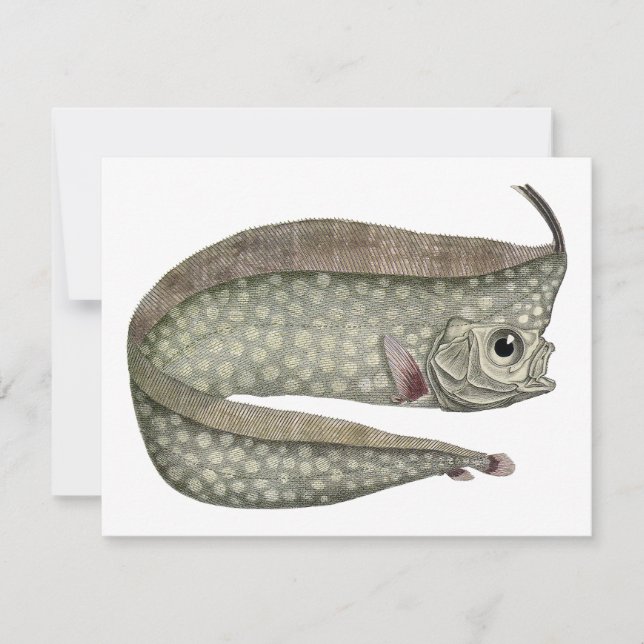Crested Oarfish Fish, Vintage Marine Aquatic Life (Front)