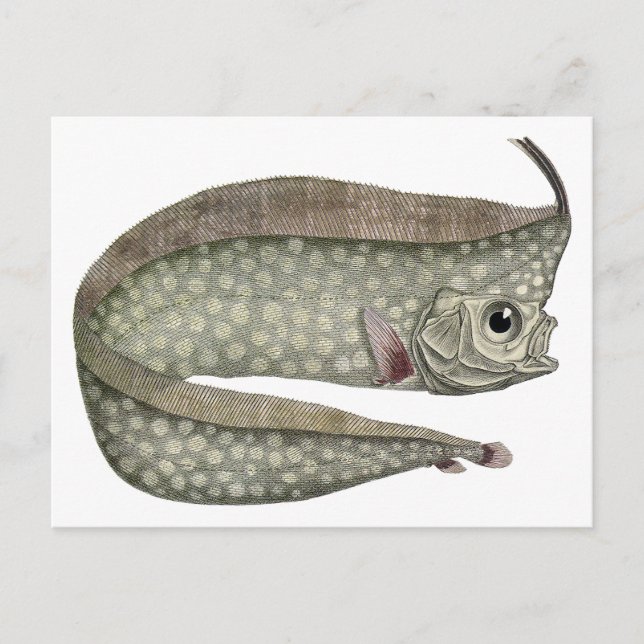 Crested Oarfish Fish, Vintage Marine Aquatic Life Postcard (Front)