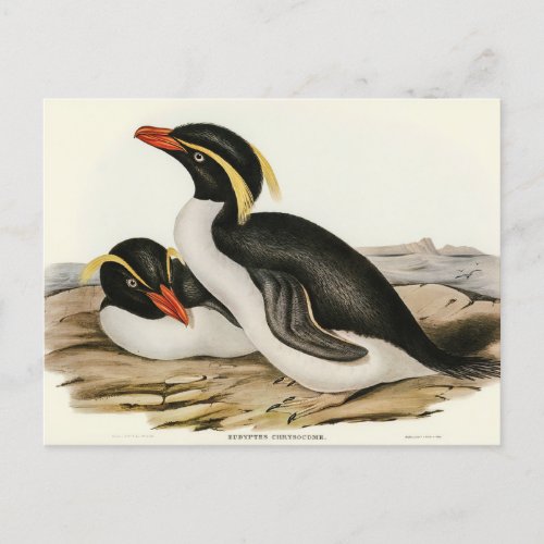 Crested Penguin by Elizabeth Gould Postcard