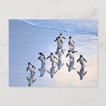 Crested Penguins Returning From The Ocean Postcard by DavidSalPhotography at Zazzle