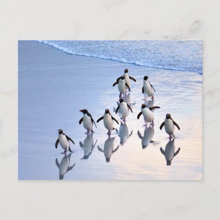 Crested Penguins Returning From The Ocean Postcard