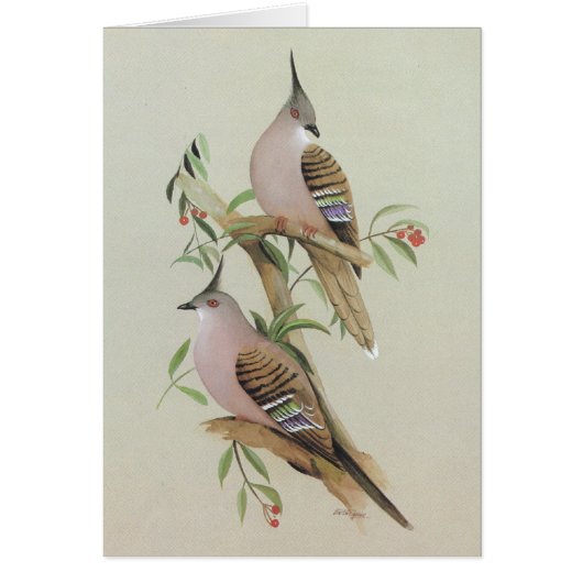 Crested Pigeon - Ocyphaps lophotes (Front)