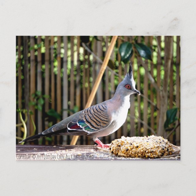Crested pigeon (pointed head bird) postcard (Front)