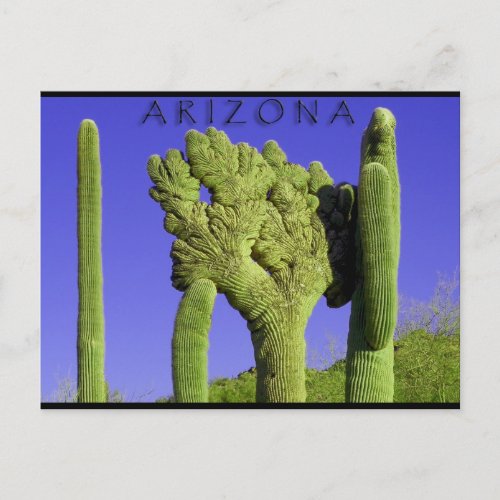 Crested Saguaro in Congress Arizona Postcard