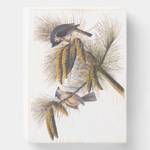 Crested Titmouse Audubon Birds with Pinecones Wooden Box Sign