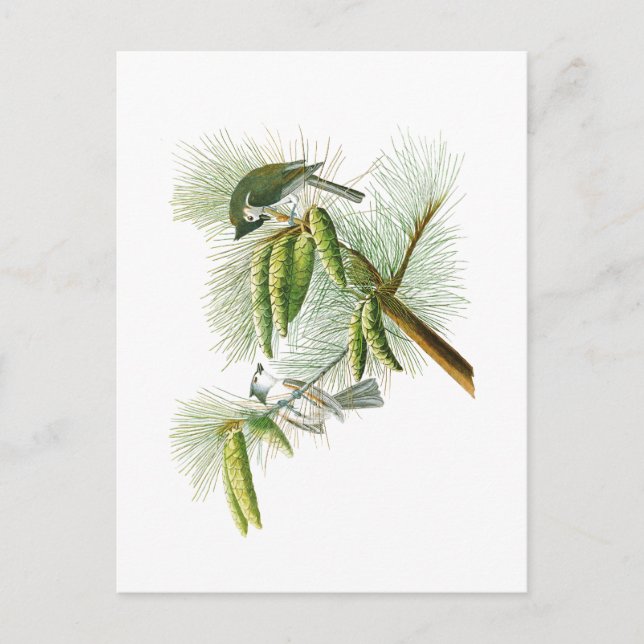 Crested Titmouse John James Audubon Birds America Postcard (Front)