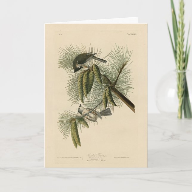 Crested (Tufted) Titmouse Audubon Birds of America Card (Front)