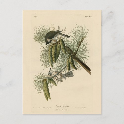 Crested Tufted Titmouse Audubon Birds of America Postcard