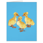 Crested White Ducklings (Front)