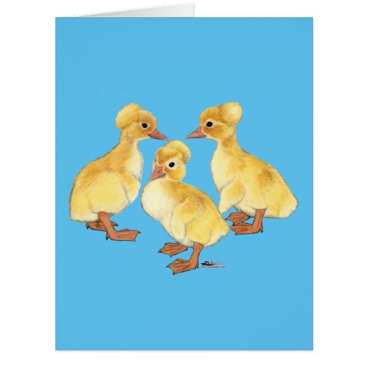 Crested White Ducklings (Front)