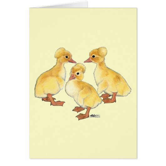 Crested White Ducklings Cards (Front)