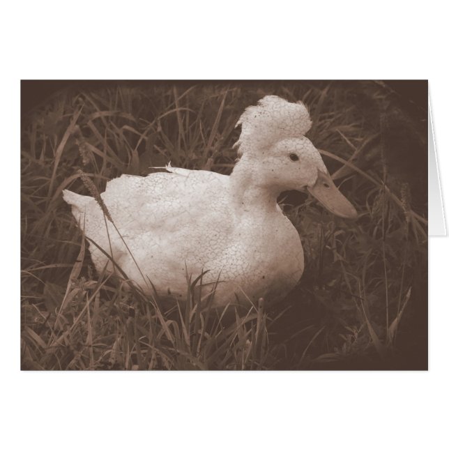 Crestie the Crested Duck Cards (Front Horizontal)