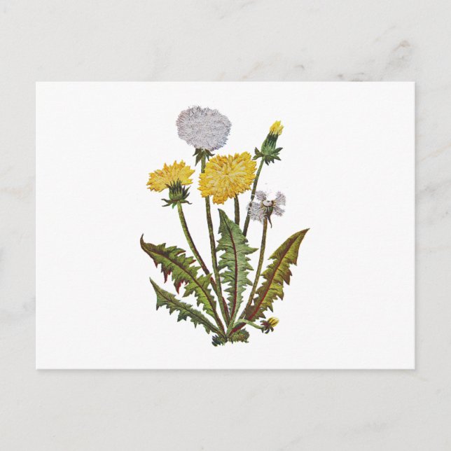 Crewel Embroidered Golden Dandy Lions Postcard (Front)