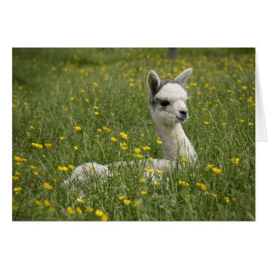 Cria in Buttercups Card (Front Horizontal)