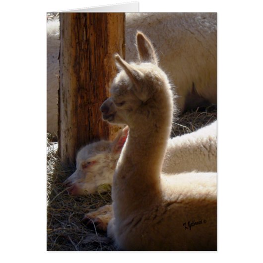 Cria Sleeping Cards (Front)