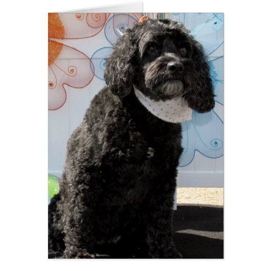 Cricket - Cocker Poodle -4 Cards (Front)