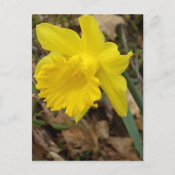 Cricketdiane Yellow Spring Jonquils Flower Designs Postcard by CricketDiane at Zazzle