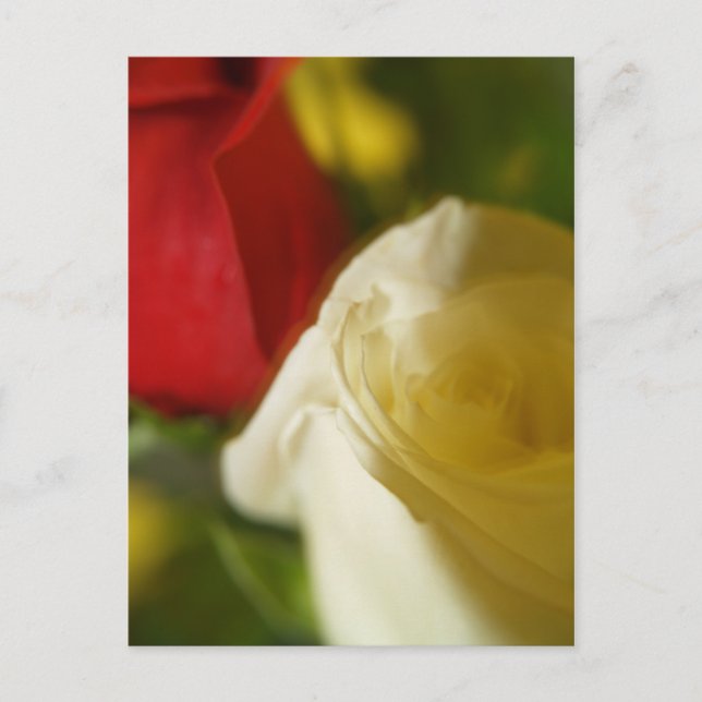 "Crimson and Cream" Postcard (Front)