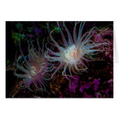 Crimson Anemone (Front Horizontal)