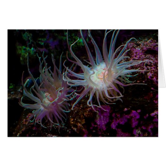Crimson Anemone Cards (Front Horizontal)