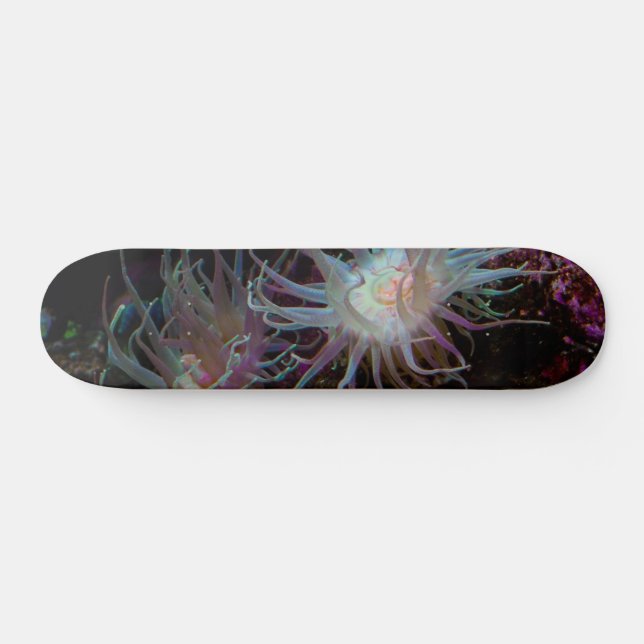 Crimson Anemone Skateboard Deck (Horz)