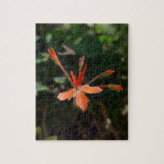 Crimson Bloom – Nature’s Petal Symphony Jigsaw Puzzle
