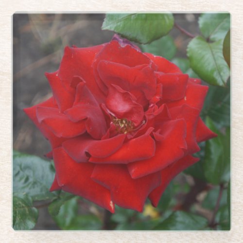 Crimson Bouquet Rose 3 Glass Coaster