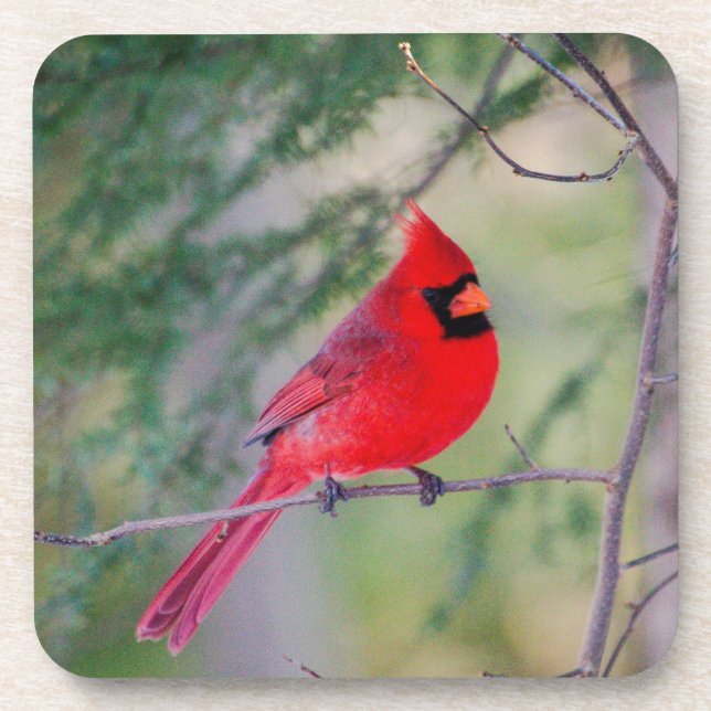 Crimson Cardinal  Beverage Coaster (Front)