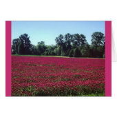 Crimson Clover Field (Front Horizontal)