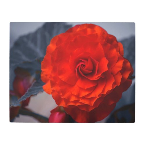 Crimson Double Begonia Metal Wall Art