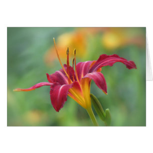 Crimson Lily - Daylily