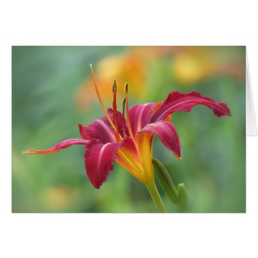 Crimson Lily - Daylily Cards (Front Horizontal)