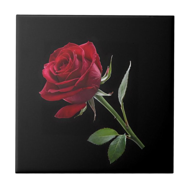 Crimson on Ebony: The Single Red Rose, Ceramic Tile (Front)