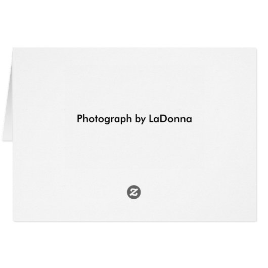 Crimson Patch Butterfly (Back Horizontal)